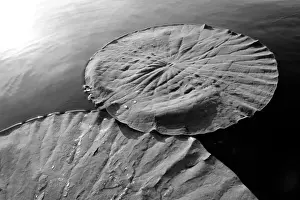 Water Drop Prints: Floating Lotus leaf and water drops (Nelumbio speciosum)