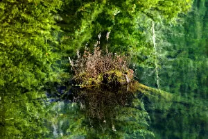 Italy Gallery: Floating Rock on Green Tree Reflection Garden Abstract Gold Lake Snoqualme Pass Washington