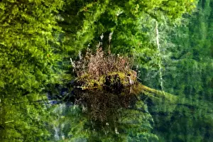 Gold Lake Prints: Floating Rock on Green Tree Reflection Garden Abstract Gold Lake Snoqualme Pass Washington