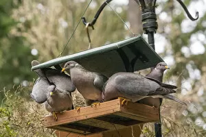 Flock of Band-tailed Pigeons cramming into a birdfeeder