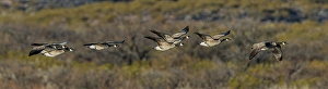 Waterfowl Prints: A flock of Canadian geese take flight across the sage brush landscape at Bosque del Apache
