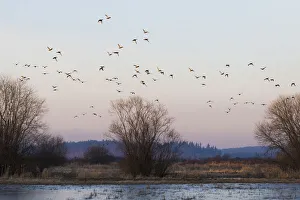 Flock of ducks, flying past frozen wetland
