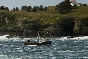 Flock of gulls swarms fishing boat navigating channel between Tatoosh Island