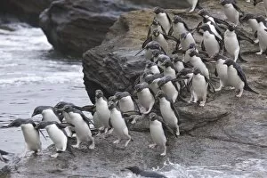 A flock of Rockhopper penguins hop out of the surf together as they arrive at their