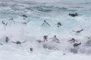 Images Dated 1st January 2006: A flock of Rockhopper penguins launch out of the surf together as they arrive at