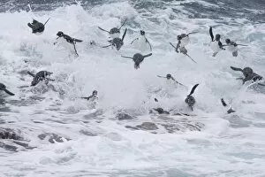 Images Dated 1st January 2006: A flock of Rockhopper penguins launch out of the surf together as they arrive at