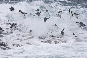 Images Dated 1st January 2006: A flock of Rockhopper penguins launch out of the surf together as they arrive at