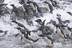A flock of Rockhopper penguins launch out of the surf together into a kelp bed as