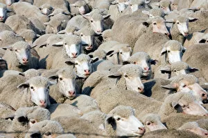 Images Dated 29th August 2005: Flock of sheep on a ranch in Northern Montana