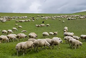 Stark Prints: flock of sheeps in the lonely steppe landscape near David Gareja, Georgia