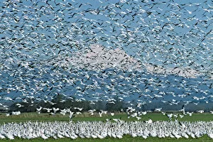 Images Dated 24th August 2004: A flock of Snow Geese erupts into flight on the Skagit River Delta with glacier covered