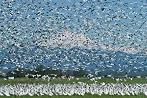 A flock of Snow Geese erupts into flight on the Skagit River Delta with glacier covered