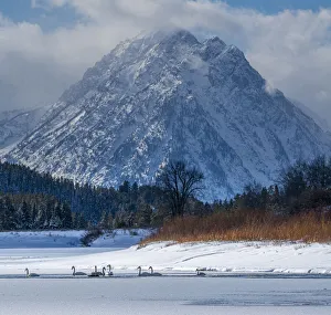 Oxbow Prints: Flock of Trumpeter swans swim at Oxbow Bend in front of Mount Moran