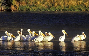 Flock of white pelicans bask in the morning sun on the Madison River in Montana