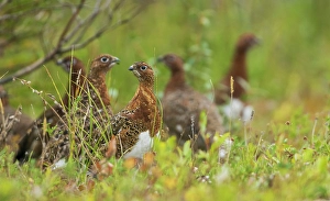 Sub Arctic Prints: Flock of willow ptarmigan foraging in the Boreal forest of Northern Manitoba