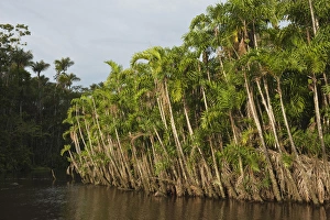 Cocaya River Prints: Flooded Igapo forest. Cocaya River. Eastern Amazon Rain Forest. Border of PERU &ECUADOR