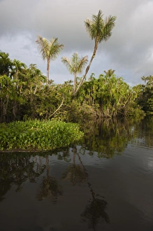 Images Dated 19th March 2009: Flooded Igapo forest. Cocaya River. Eastern Amazon Rain Forest. Border of PERU &ECUADOR