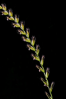 Images Dated 17th June 2006: Flora, California