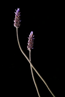 Images Dated 17th June 2006: Flora, California