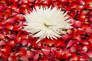 Images Dated 11th May 2012: Floral display in the lobby of the Dusit Thanis Hotel Dubai, United Arab Emirates (UAE)