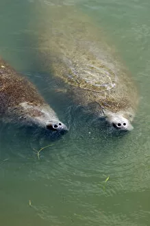 Florida, 2 manatees in Intercoastal Waterway at Merritt Island National Wildlife Refuge