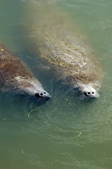 Images Dated 28th February 2005: Florida, 2 manatees in Intercoastal Waterway at Merritt Island National Wildlife Refuge