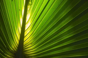 Palmetto Prints: Florida, Backlit Palm Tree Leaf