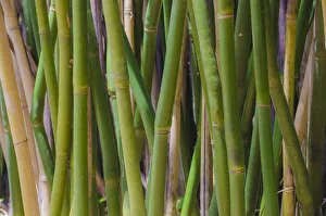 Bamboo Prints: Florida, Bamboo Grove Trunks