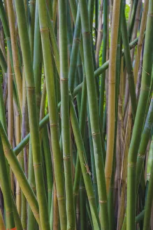 Images Dated 11th September 2019: Florida, Bamboo Grove Trunks