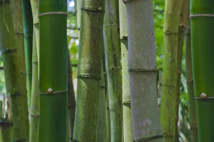 Images Dated 11th September 2019: Florida, Bamboo Grove Trunks