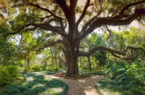 Images Dated 11th September 2019: Florida Botanical Gardens, Washington Oaks State Park