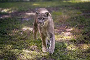 Sheila Haddad Prints: Florida cougar or panther, taking a step on the grass
