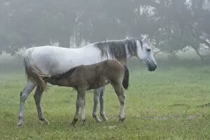 Images Dated 29th May 2006: Florida Cracker colt nursing off mare on a foggy morning Equus caballus