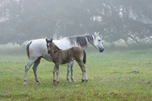 Images Dated 29th May 2006: Florida Cracker mare and colt on a foggy morning Equus caballus Bushnell, FL
