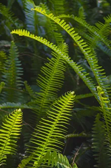 Images Dated 11th September 2019: Florida, Ferns