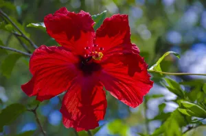 Florida, Hibiscus Flower