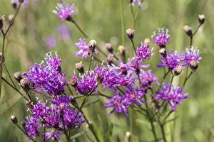 Images Dated 2019 October: Florida ironweed