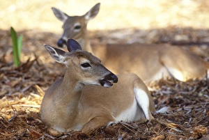 Images Dated 5th February 2010: Florida Key Deer found on Big Pine Key