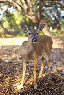 Images Dated 5th February 2010: Florida Key Deer found on Big Pine Key