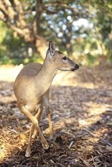 Images Dated 5th February 2010: Florida Key Deer found on Big Pine Key