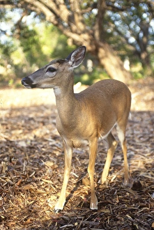 Images Dated 5th February 2010: Florida Key Deer found on Big Pine Key