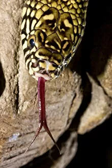 Images Dated 11th November 2004: Florida Kingsnake (Lampropeltis getula floridana) is a non-venomous snake that preys