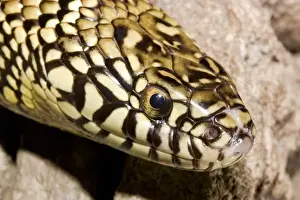Images Dated 11th November 2004: Florida Kingsnake (Lampropeltis getula floridana) is a non-venomous snake that preys