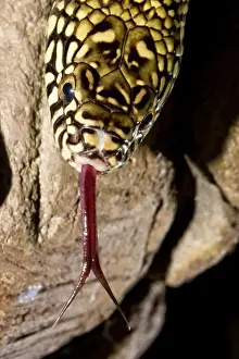 Pest Prints: Florida Kingsnake (Lampropeltis getula floridana) is a non-venomous snake that preys