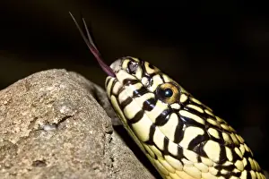 Images Dated 11th November 2004: Florida Kingsnake (Lampropeltis getula floridana) is a non-venomous snake that preys