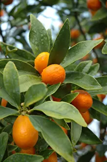 Florida, Kumquat tree closeup