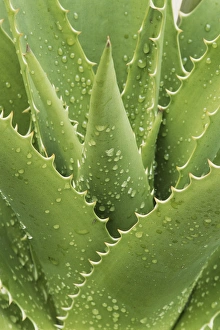 Raindrop Prints: Florida, Naples Botanical Gard, Tree Aloe