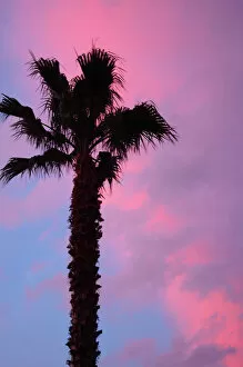 Images Dated 27th February 2005: Florida, palm tree against sunset sky