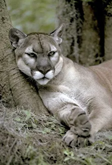 Florida panther