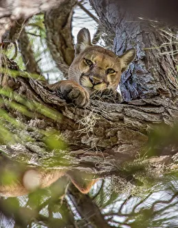 Subspecies Prints: A Florida panther sought refuge in a tree
